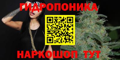 шишки Изобильный