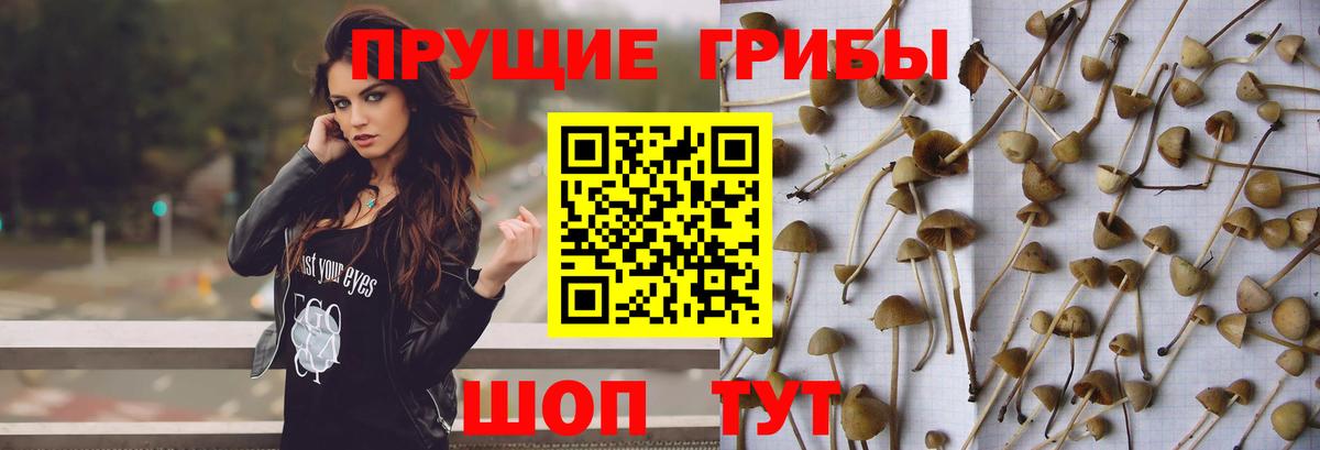 где найти наркотики  Галлюциногенные грибы Psilocybe  Псилоцибиновые грибы Magic Shrooms  Вход с VPN  Курчатов 